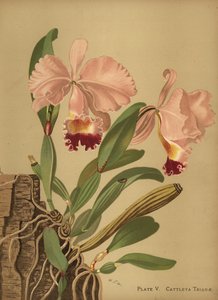 Flor de Mayo or Christmas Orchid, Cattleya Trianae